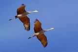 Sandhill Cranes_73537